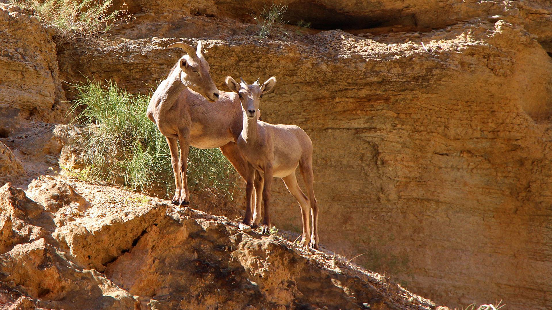 expeditionsresor grand canyon (11)